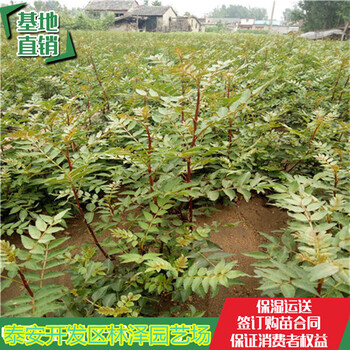 70公分高花椒苗批發(fā)報價大紅袍花椒苗價格合理