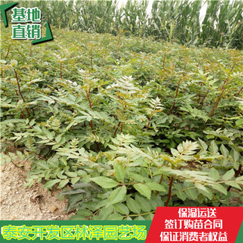 安徽花椒苗起批價(jià)格香椒花椒苗哪里價(jià)格便宜