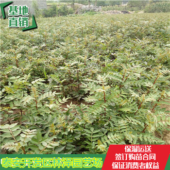 脫毒花椒苗哪里便宜紅椒苗價(jià)格哪里便宜