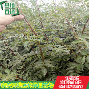 重慶香椒花椒苗價格合理