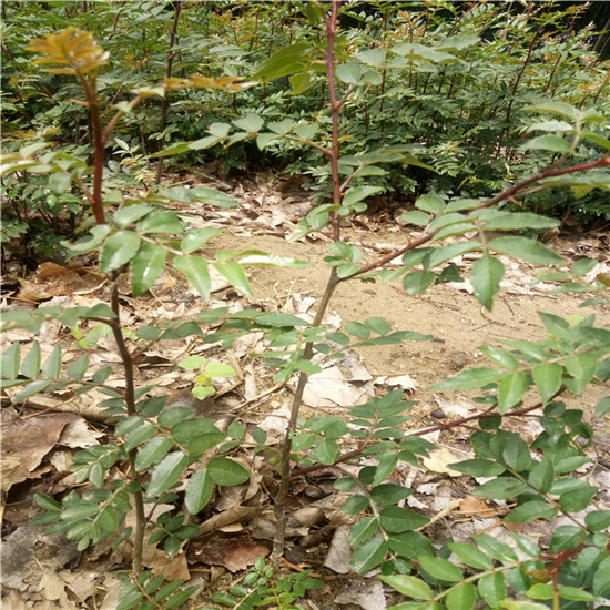 今年花椒苗价格香椒花椒苗上车价格多少