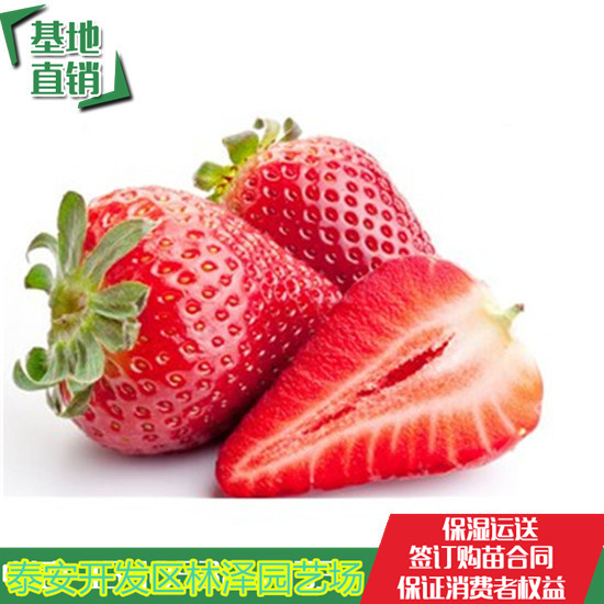 云浮宁玉草莓苗价格 章姬草莓苗多少钱一棵