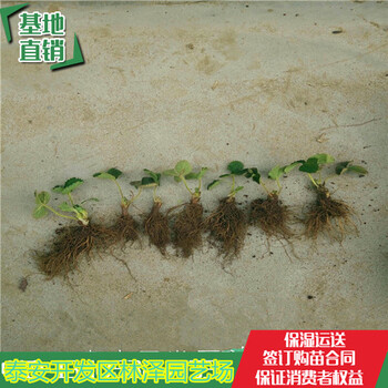 揭陽天仙醉草莓苗價(jià)格章姬草莓苗畝產(chǎn)多少斤