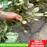揭阳隋珠草莓苗价格红颜草莓苗单棵产量多少图片1