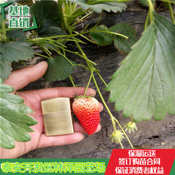 肇庆隋珠草莓苗价格红颜草莓苗厂家供应