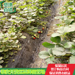 揭阳隋珠草莓苗价格红颜草莓苗单棵产量多少图片4