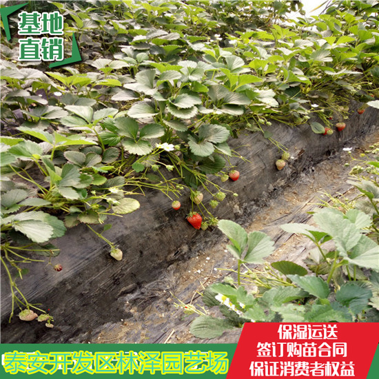 汕头天仙醉草莓苗价格 甜宝草莓苗单棵产量多少