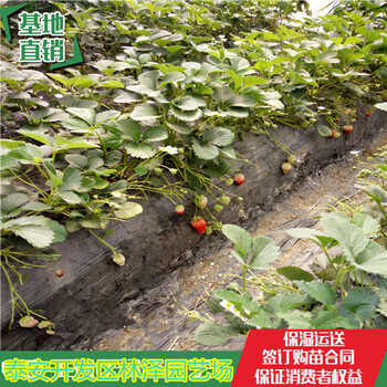 30公分高草莓苗隋珠草莓苗全草莓苗厂家供应