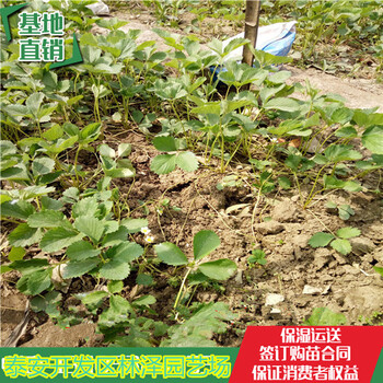 潮州天仙醉草莓苗價(jià)格甜寶草莓苗電話多少
