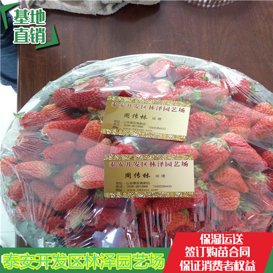 天仙醉草莓苗价格 法兰地草莓苗单棵产量多少