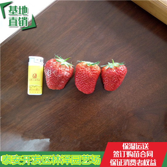 桃熏草莓苗哪有卖的 草莓苗亩产多少斤