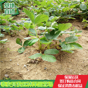 云浮桃熏草莓苗價格艷麗草莓苗單棵產(chǎn)量多少