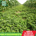 阳江甜心一号草莓苗价格法兰地草莓苗亩产多少斤图片0