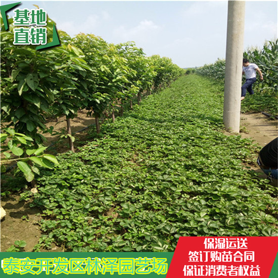 30公分高草莓苗隋珠草莓苗 妙香草莓苗亩产多少斤
