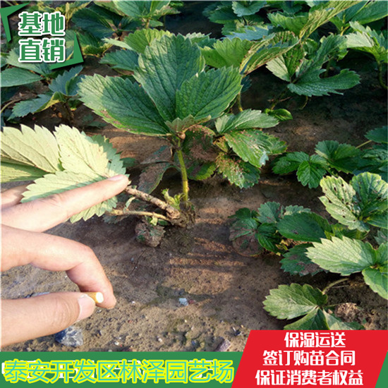 惠州天仙醉草莓苗价格 甜宝草莓苗单价多少