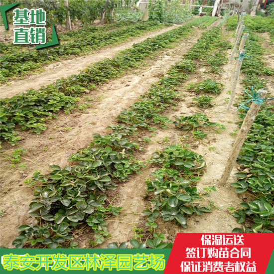 云浮公主草莓苗价格 红颜草莓苗亩产多少斤