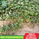 惠州隋珠草莓苗价格法兰地草莓苗单价多少图片5