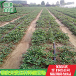 茂名白雪公主草莓苗价格章姬草莓苗单棵产量多少图片5