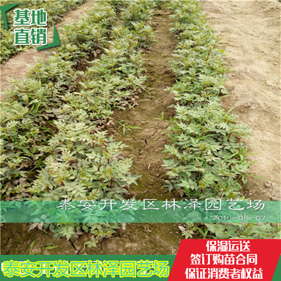 红椒花椒苗种植时间 50高花椒苗哪里有卖