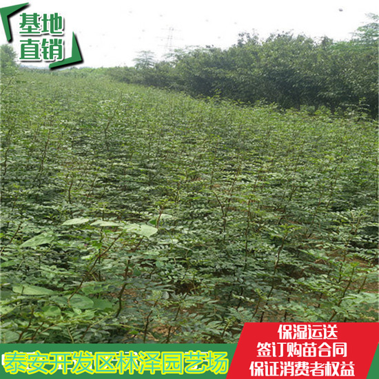 大红袍花椒苗品种 70高花椒苗今年格