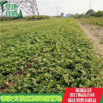 大红袍花椒苗品种70高花椒苗今年批发价格