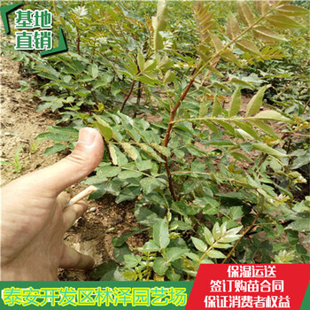 香椒花椒苗基地60高花椒苗電話多少