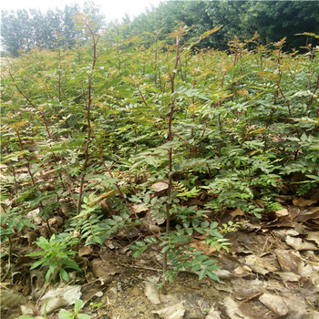 香椒花椒苗價(jià)格上市70高花椒苗畝產(chǎn)多少