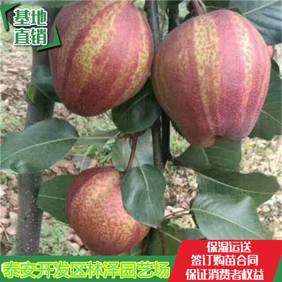 上海红梨树苗哪里便宜 全红梨树苗多少钱一棵