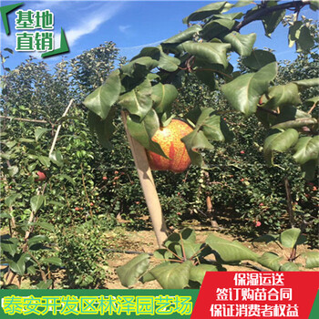 上海红梨树苗哪里便宜全红梨树苗多少钱一棵