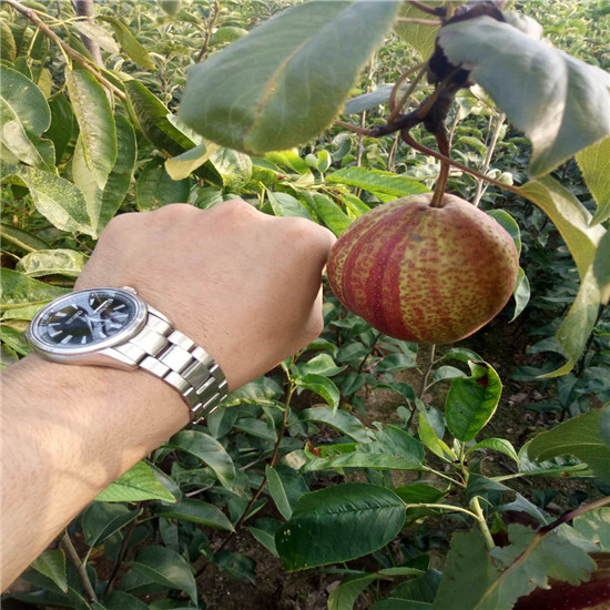 甘肃红梨树苗基地 早酥红梨苗亩产多少斤