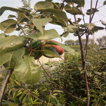新疆红梨树苗价格全红梨树苗哪里便宜图片2