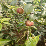 新疆红梨树苗价格全红梨树苗哪里便宜图片5