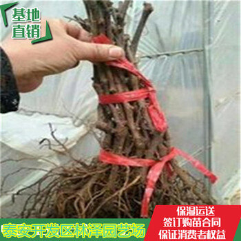 甘肅甜蜜藍寶石葡萄苗批發(fā)基地