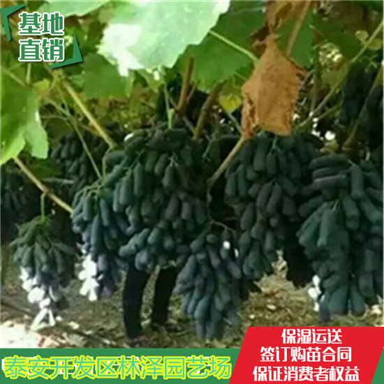 甘肅藍寶石葡萄苗 批發(fā)基地