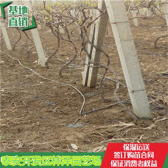 河北1年藍(lán)寶石葡萄苗 電話(huà)多少