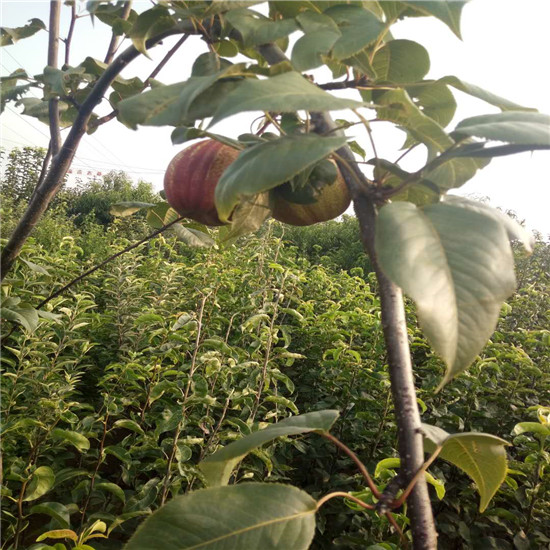 福建红梨树苗基地 全红梨树苗亩产多少斤
