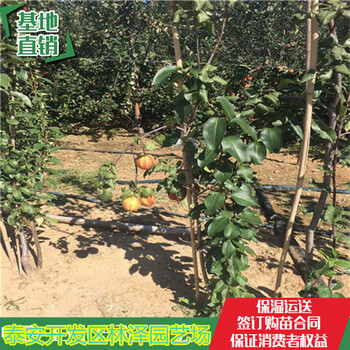 云南3公分梨树栽植技术、黄冠梨树亩产高单果大