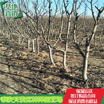 3公分梨树栽植技术亩产高单果大、江西黄冠梨树上车价格