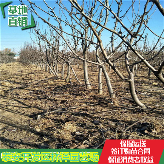 贵州3公分梨树价格亩产高单果大