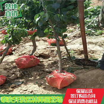 3公分梨树栽植技术价格合理、贵州秋月梨树上车价格