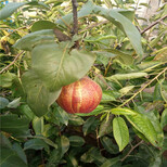 云南3公分梨树批发价格、黄冠梨树品种图片3