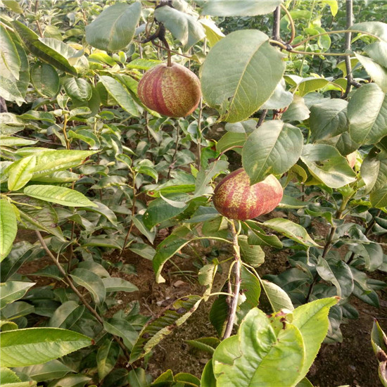 3公分梨树栽植技术价格合理、贵州秋月梨树上车价格