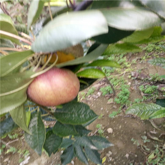 云南3公分梨树格、黄冠梨树品种