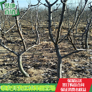 内蒙古3公分梨树栽植技术、黄冠梨树带土球装车多少钱