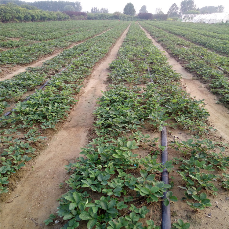高度15公分草莓苗价格比较  妙香3号草莓苗亩产收入五万元