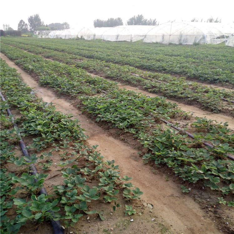全草莓苗基地、全草莓苗价格比较  提供种植技术