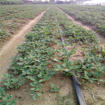 妙七草莓苗出售、妙七草莓苗基地及品种-根系发达
