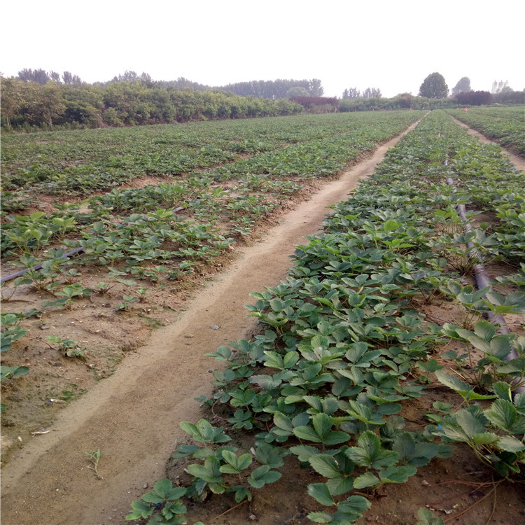 广东法兰地草莓苗、法兰地草莓苗栽植时间