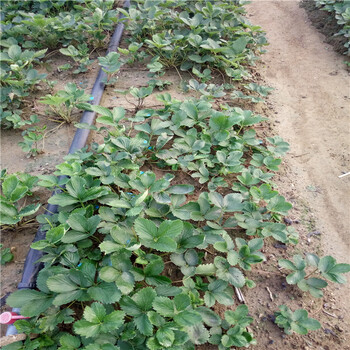 全草莓苗基地、全草莓苗价格比较提供种植技术