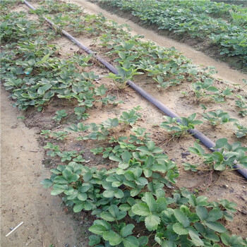 高度15公分草莓苗栽培技术甜查理草莓苗产量益好